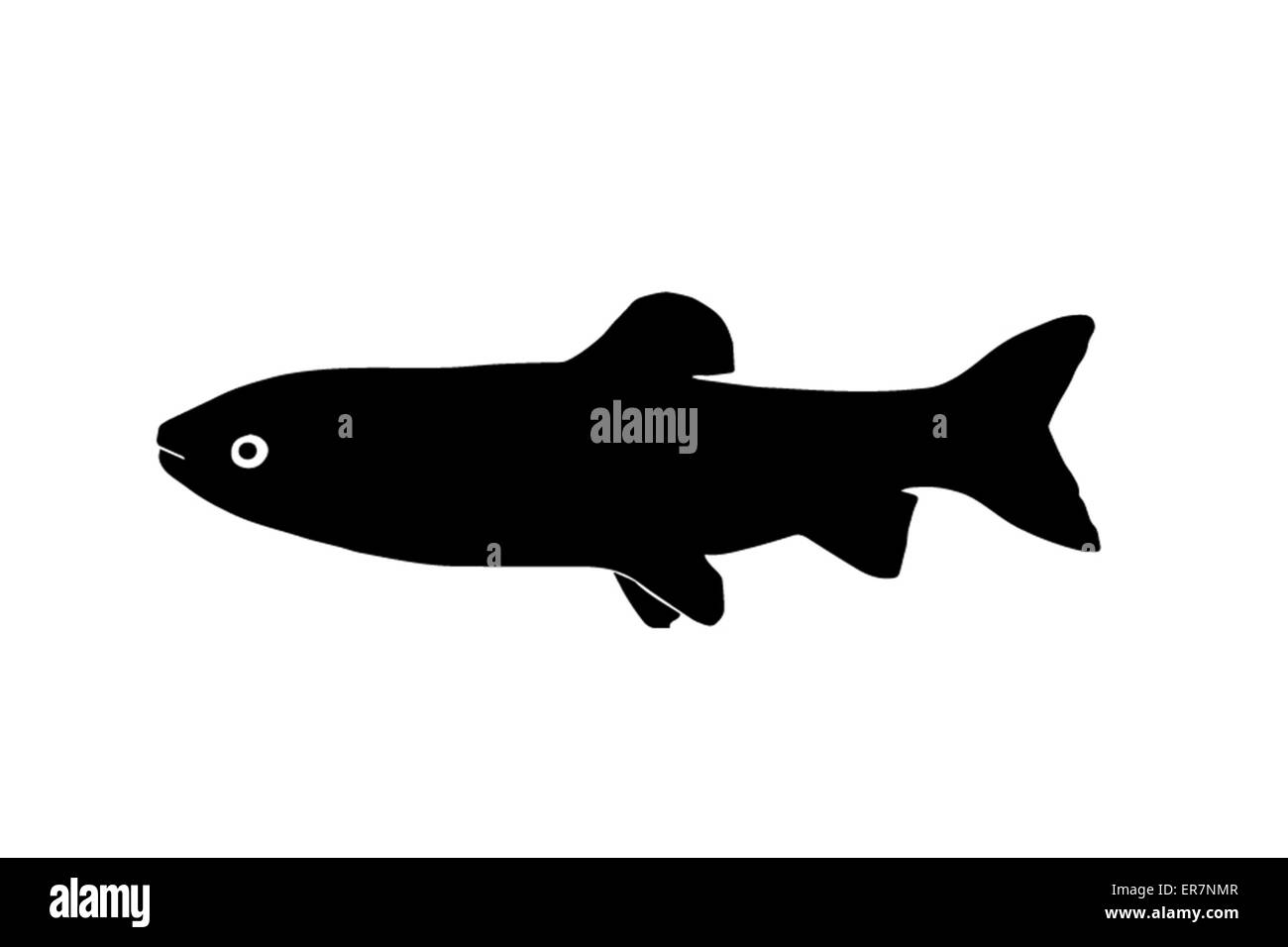 Silhouette Süßwasserfische Amur, die in Seen und langsamen Flüssen lebt. Stockfoto