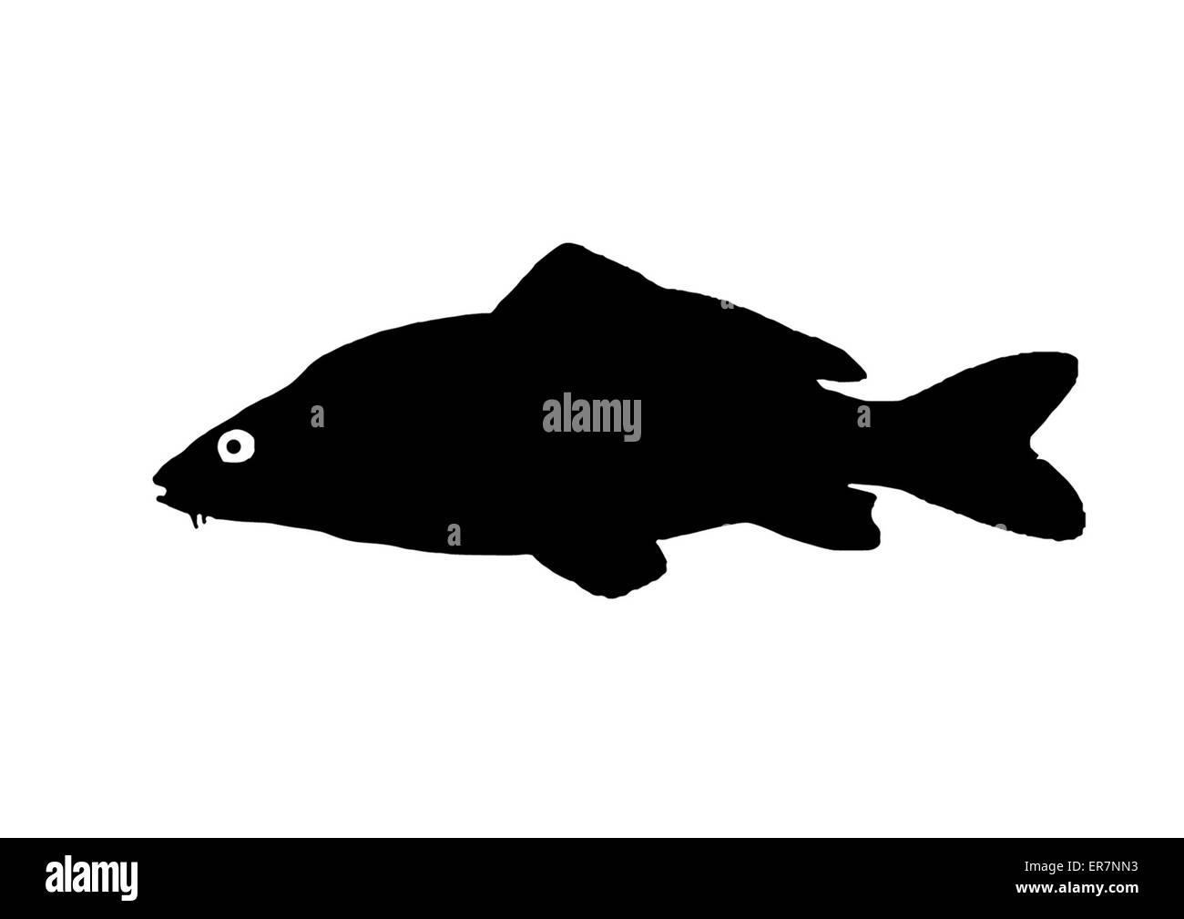 Silhouette Süßwasserfische Karpfen, die in Seen und langsamen Flüssen lebt. Stockfoto