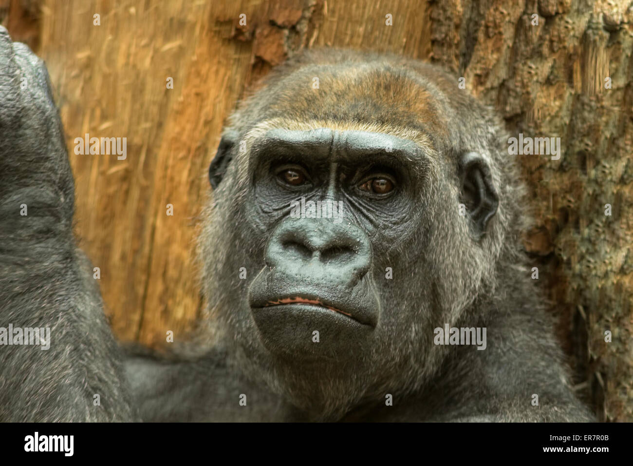 Porträt eines Gorillas mit nachdenklichen Blick. Stockfoto