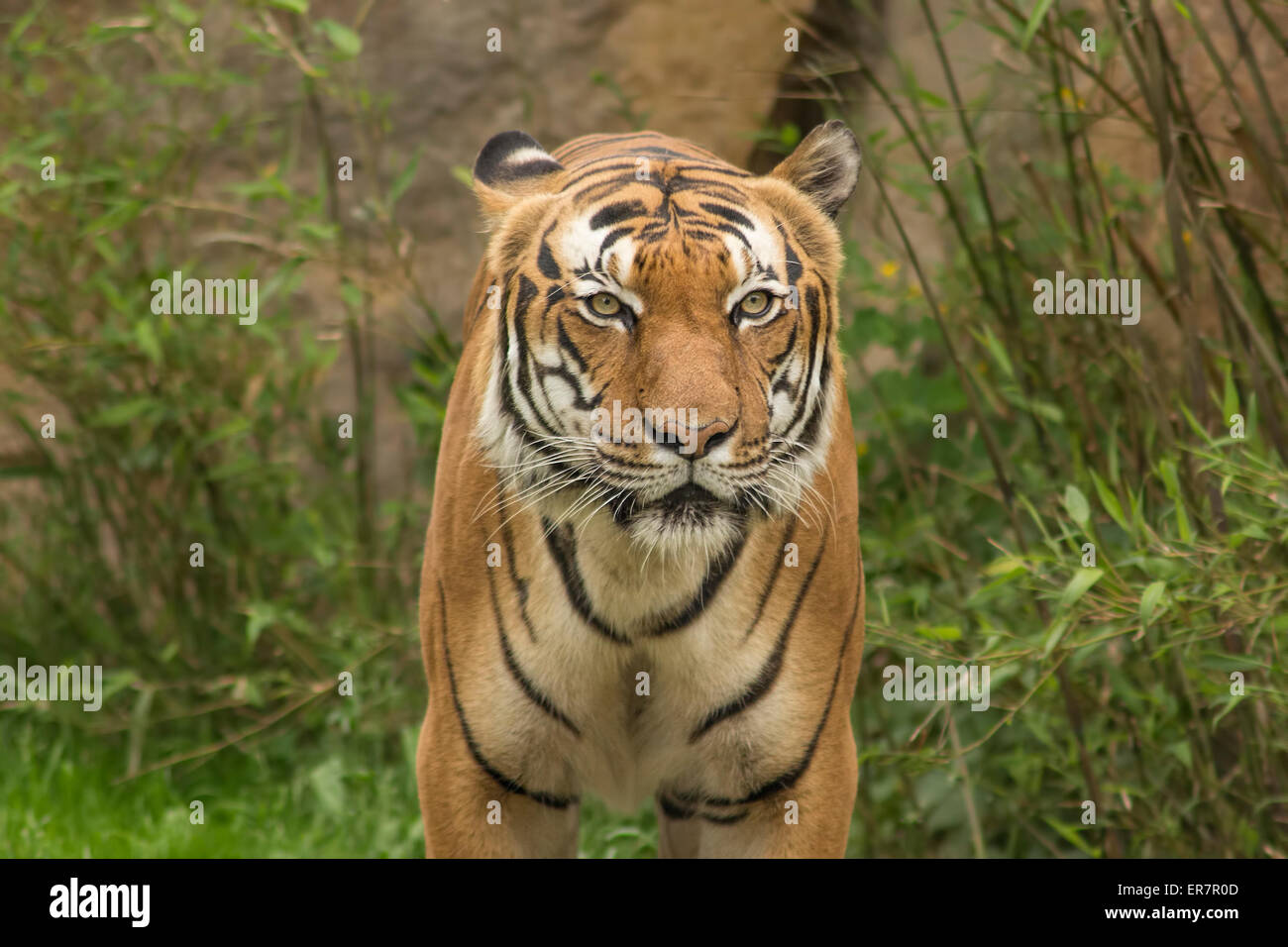 Porträt eines schönen Tigers.  Konzept der Tierwelt. Stockfoto