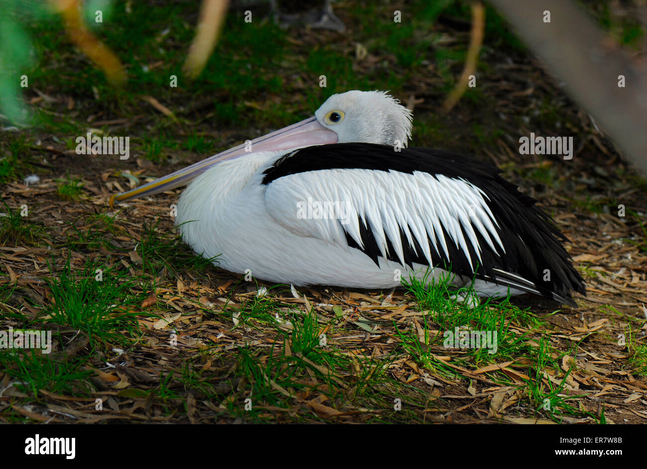 Australische Pelican ruht in bewaldeten Naturlandschaft. Stockfoto