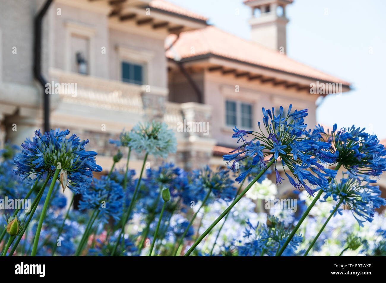 Blau-violetten Blüten nahe dem Eingang zum TPC Sawgrass Clubhaus in Ponte Vedra Beach, Florida, USA. Stockfoto