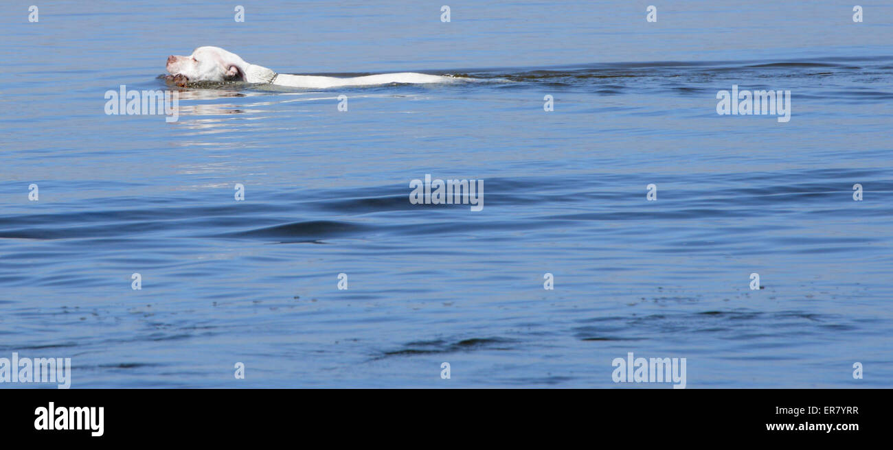 Weißer Hund mit Stick Schwimmen im Wasser, Lincoln City, Oregon, USA Stockfoto