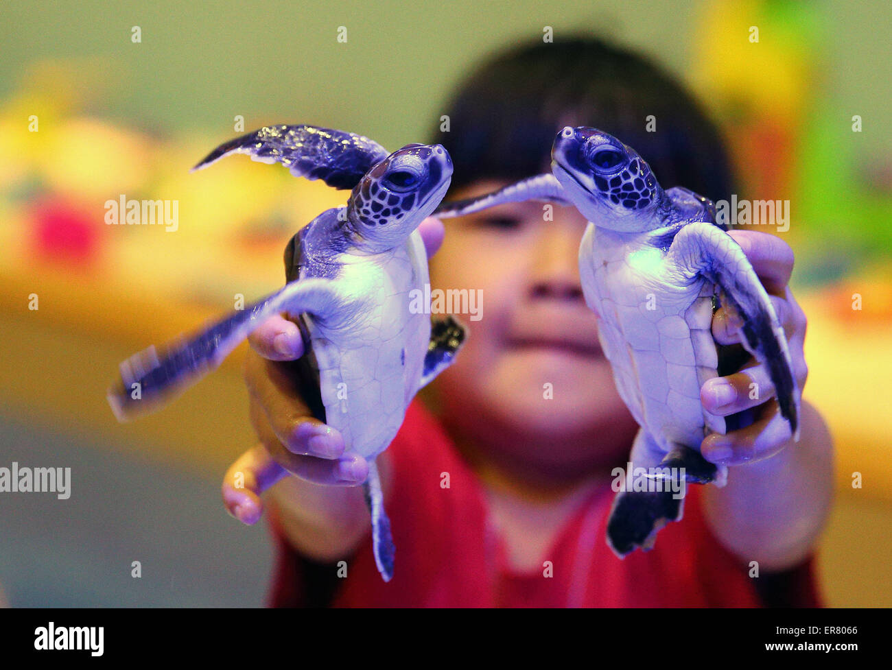 Peking, China. 29. Mai 2015. Ein Kind spielt mit Schildkröten in Peking Aquarium in Peking, Hauptstadt von China, 29. Mai 2015. Das Aquarium eröffnet eine neue Ausstellungsfläche für Kinder, engen Kontakt mit marine Leben zu haben. Bildnachweis: Yin Gang/Xinhua/Alamy Live-Nachrichten Stockfoto