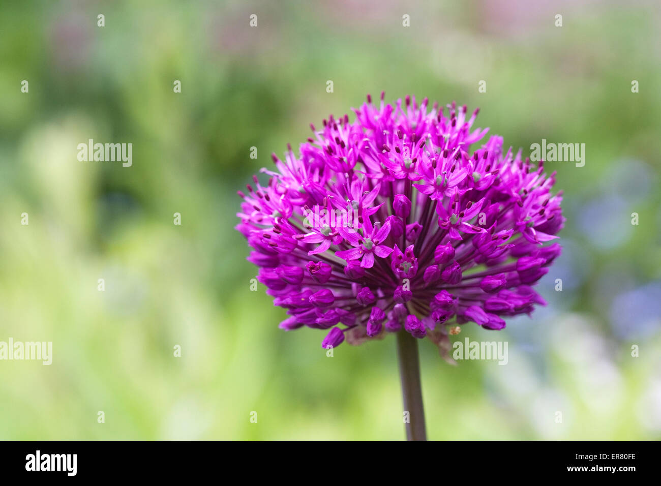 Allium 'Purple Sensation' in einem englischen Garten Hollandicum. Stockfoto