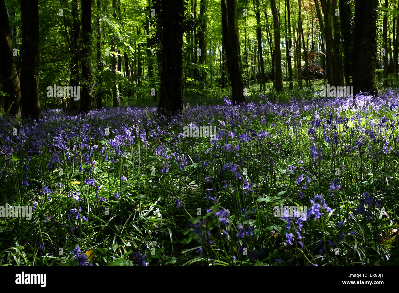 Glockenblumen in Wäldern UK Stockfoto