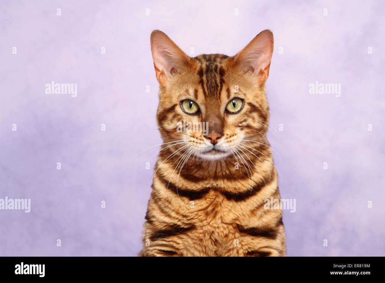 Bengal-Katze-Porträt Stockfoto