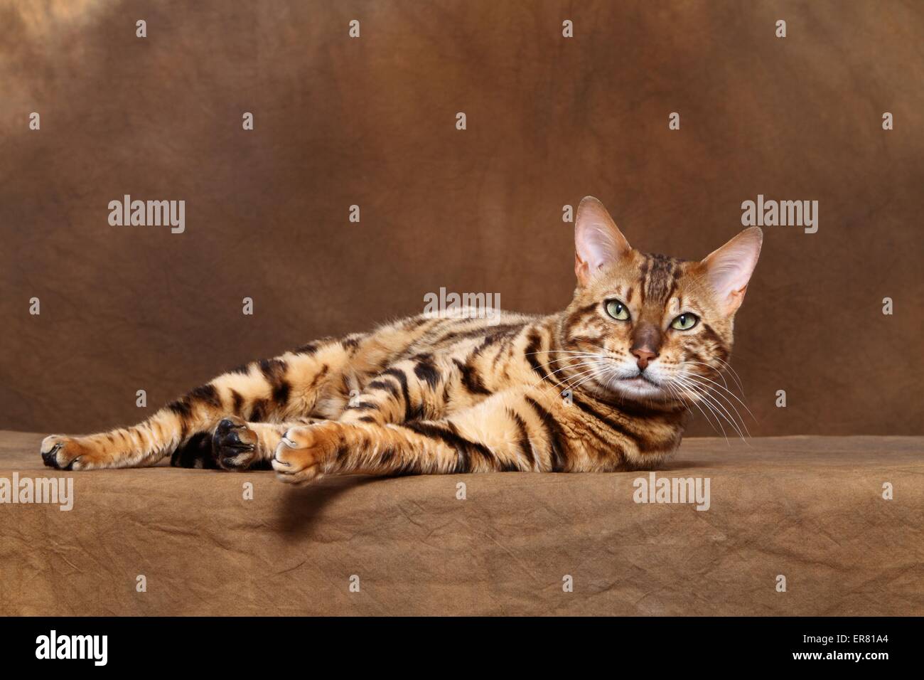 Bengal-Katze liegend Stockfoto