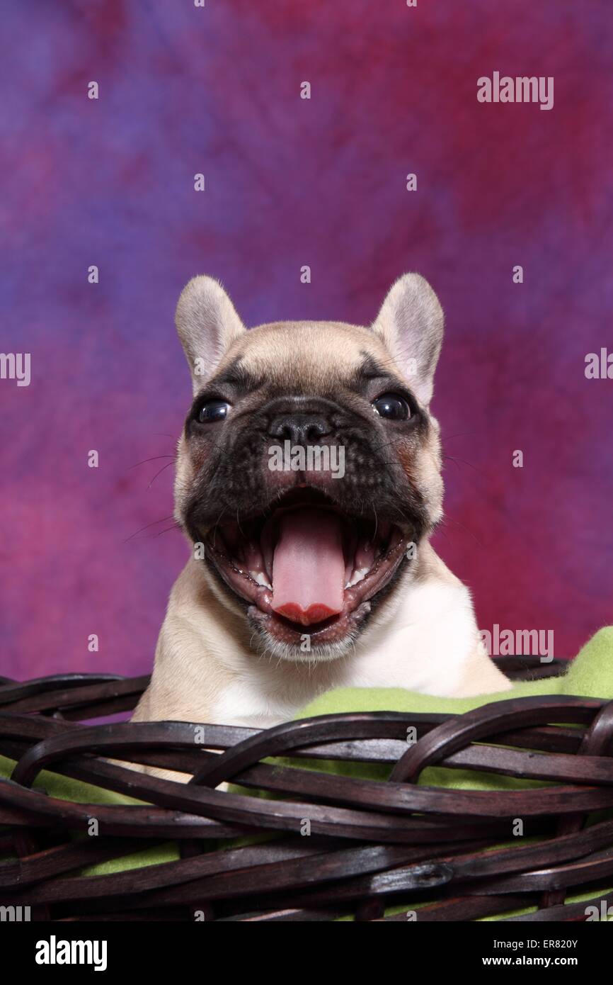 Französische Bulldogge Welpen Stockfoto