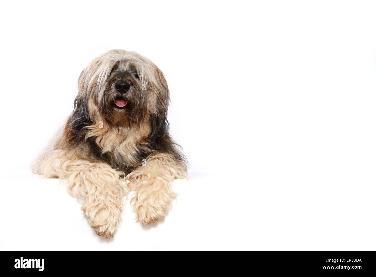 Tibet Terrier liegend Stockfoto