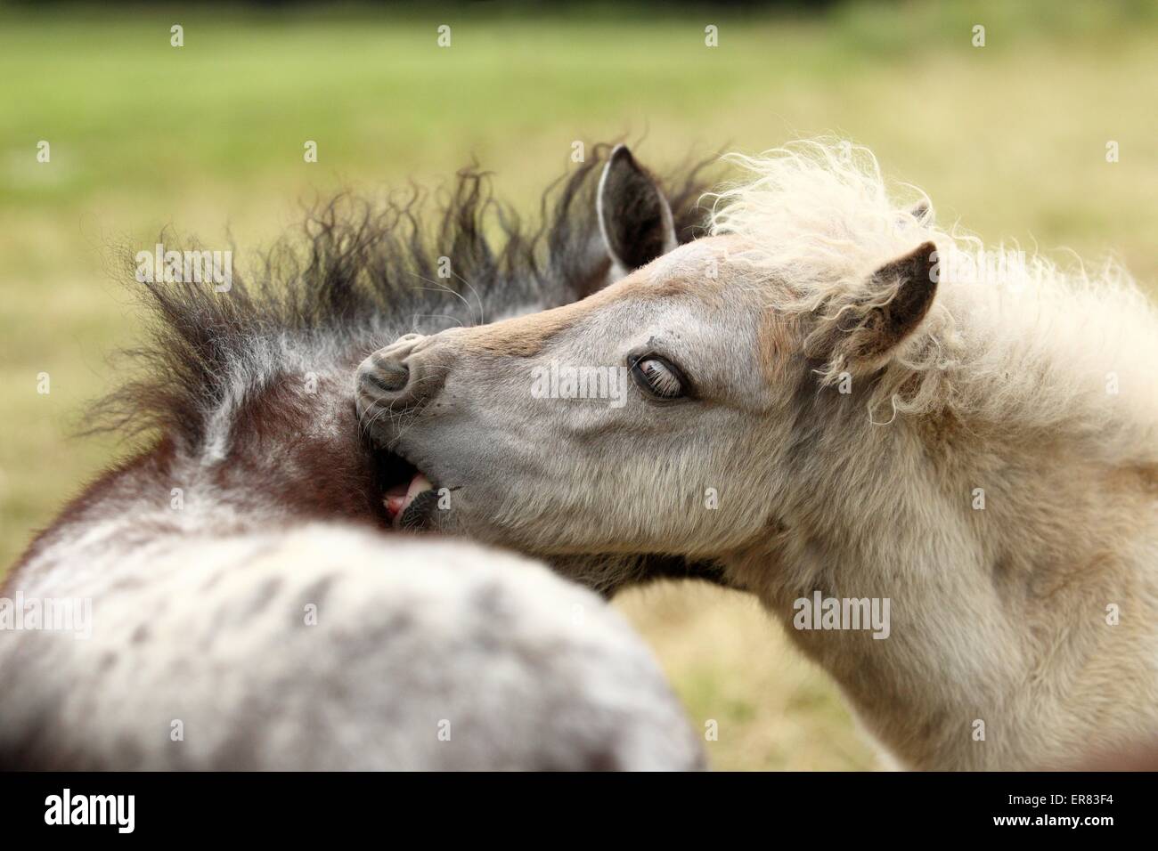 Deutsche classic Pony Fohlen Stockfoto