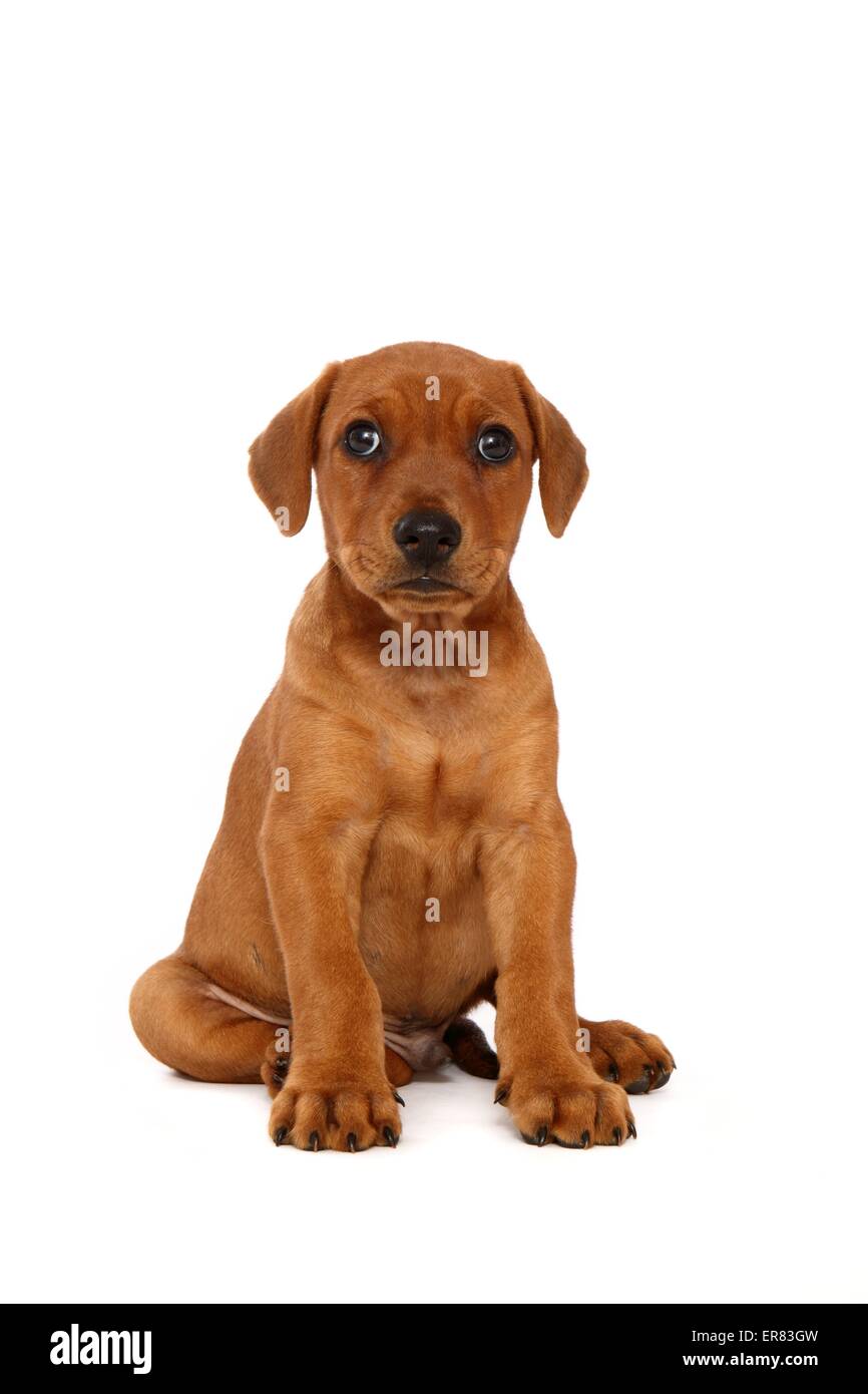 Deutsche Pinscher Welpen Stockfoto