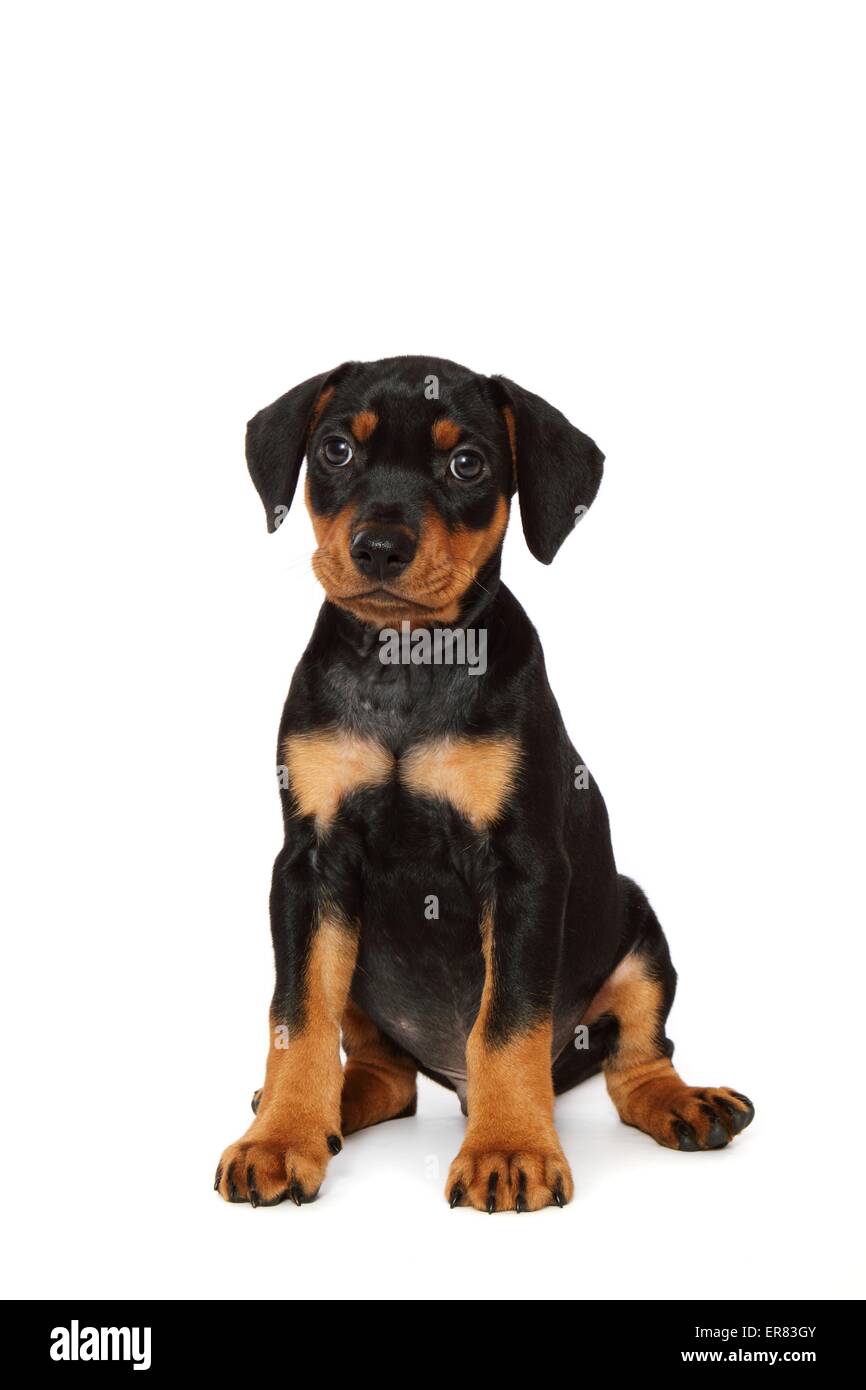 Deutsche Pinscher Welpen Stockfoto