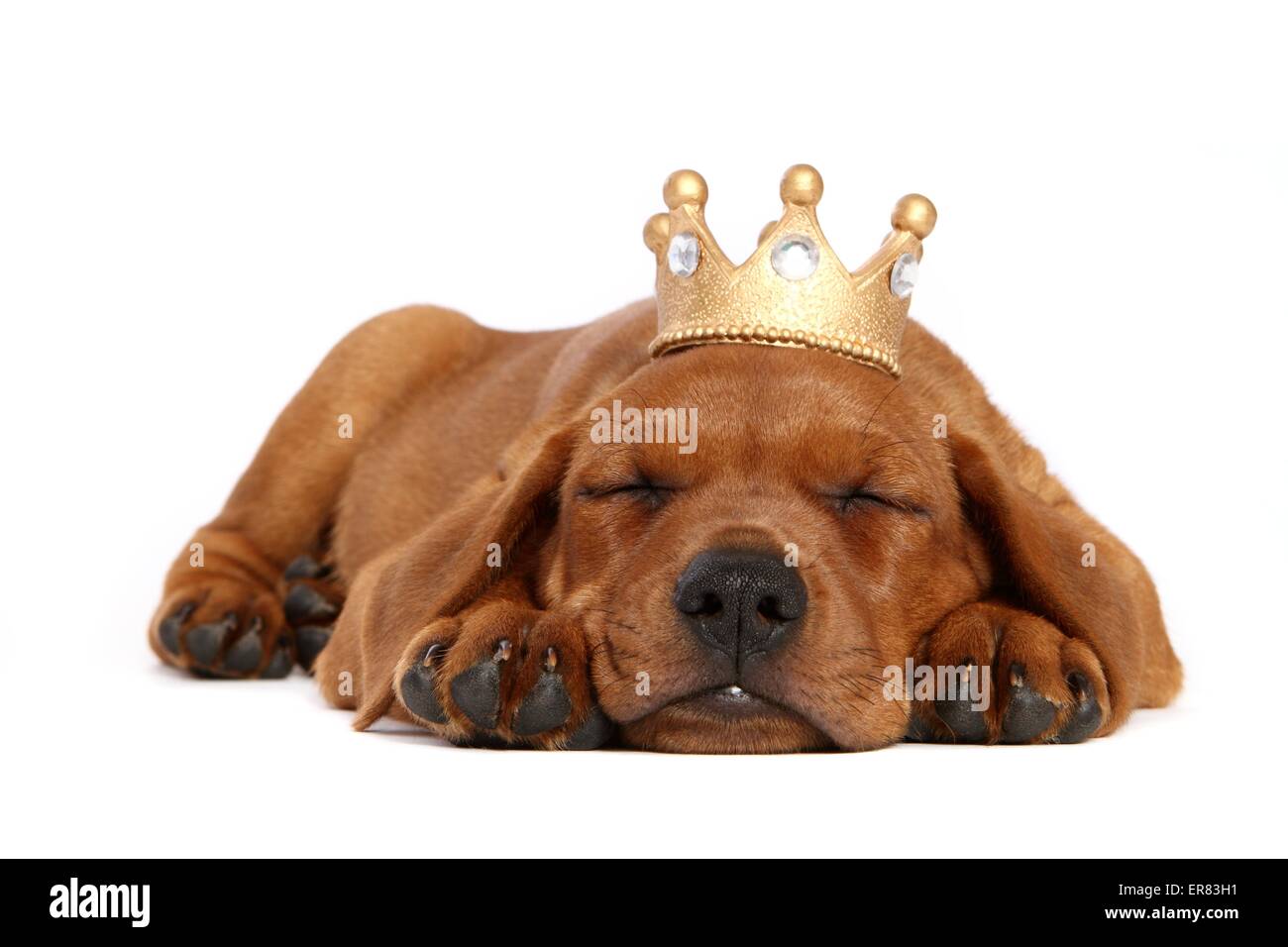 Deutsche Pinscher Welpen Stockfoto