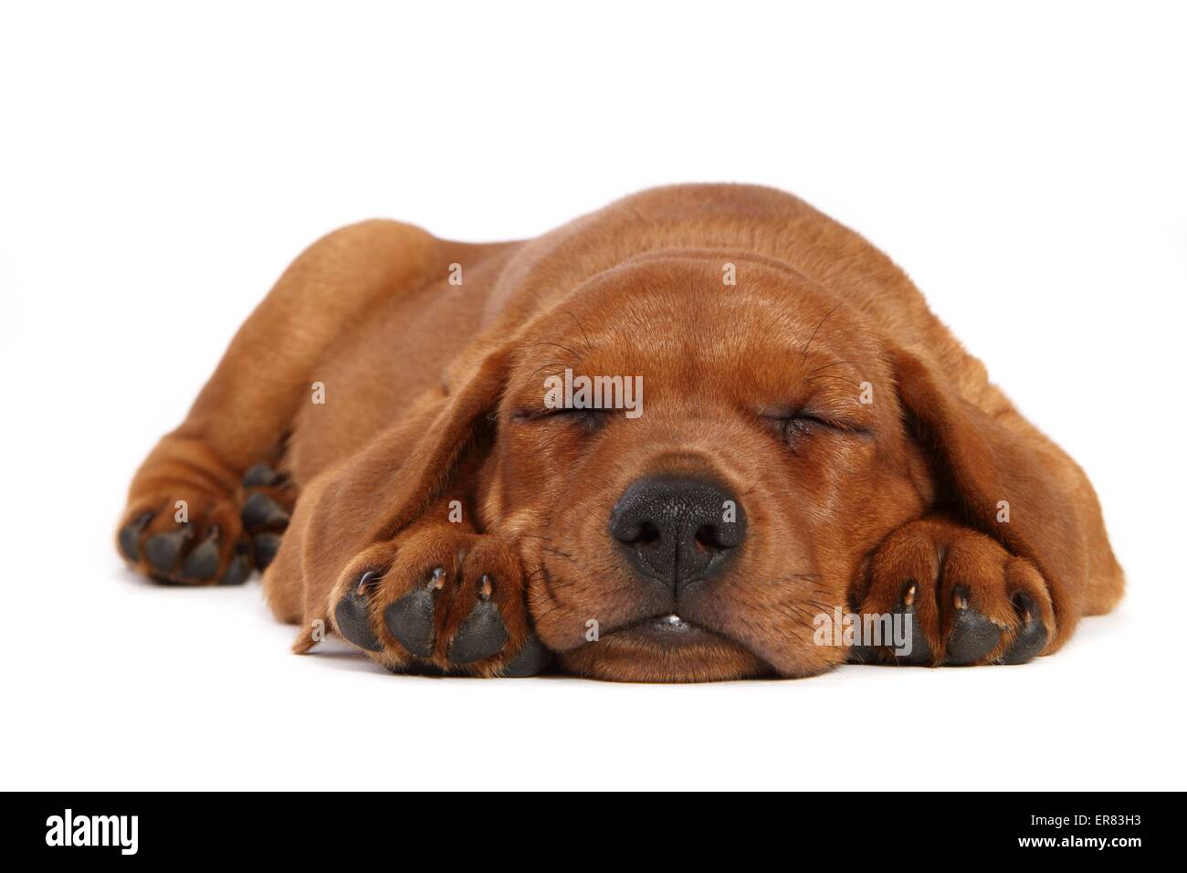 Deutsche Pinscher Welpen Stockfoto