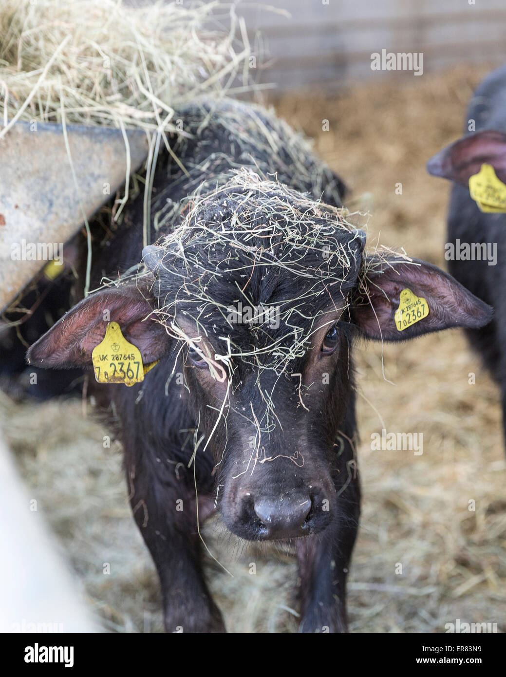 Wasserbüffel Kalb bei Laverstoke Park Farm, Hampshire, England, UK Stockfoto