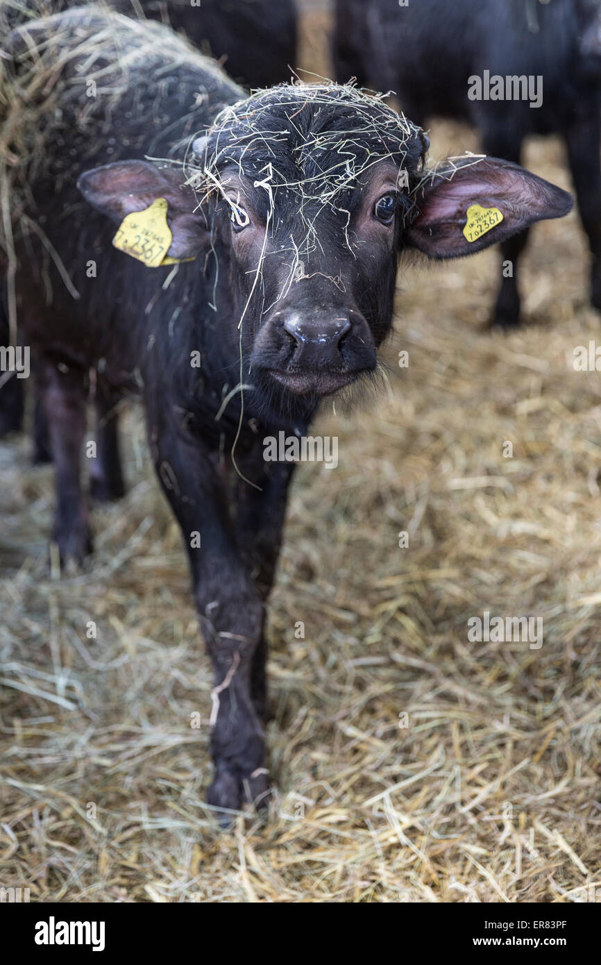 Wasserbüffel Kälber bei Laverstoke Park Farm, Hampshire, England, UK. Stockfoto