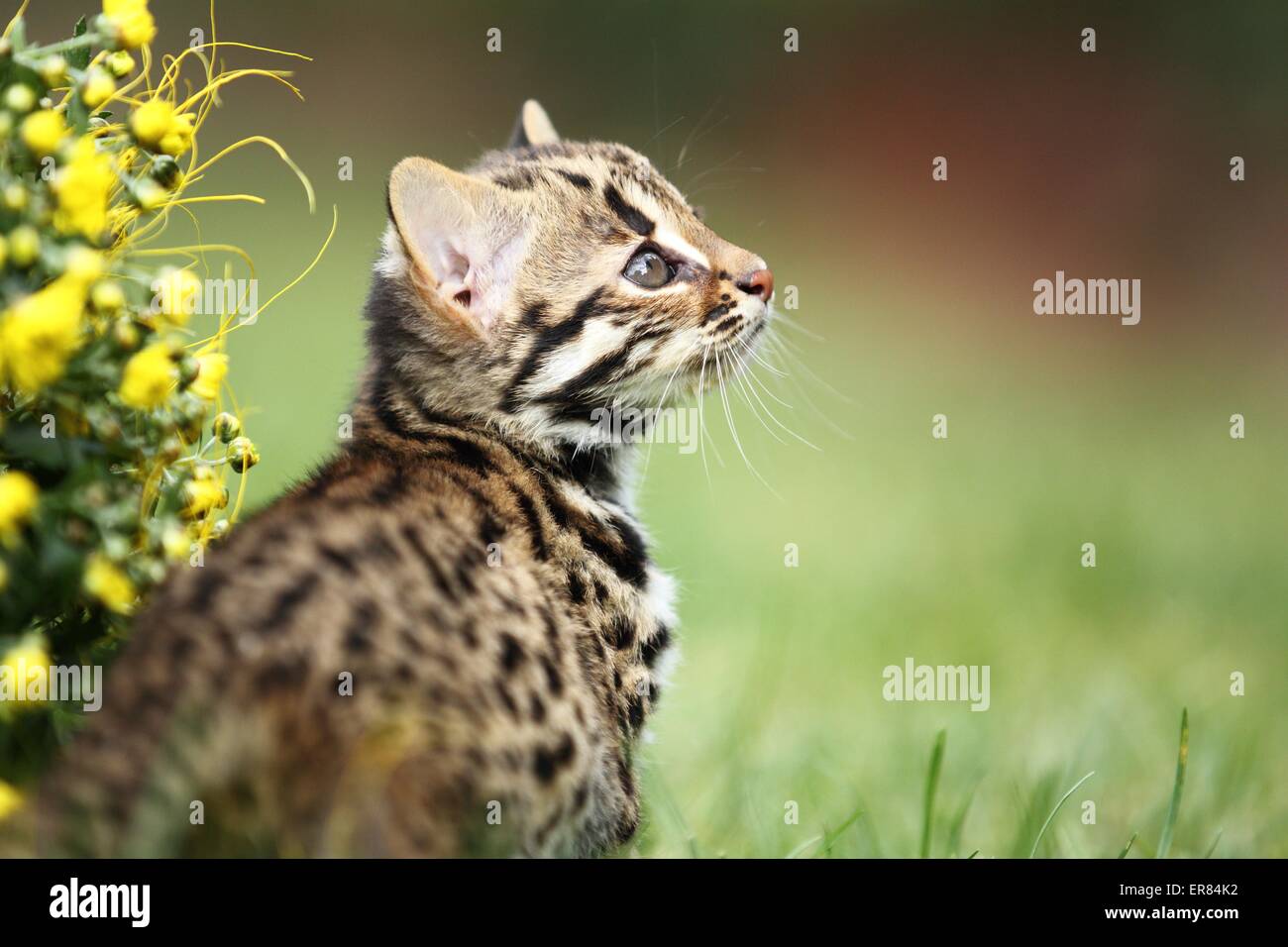 Leopardkatze Stockfoto