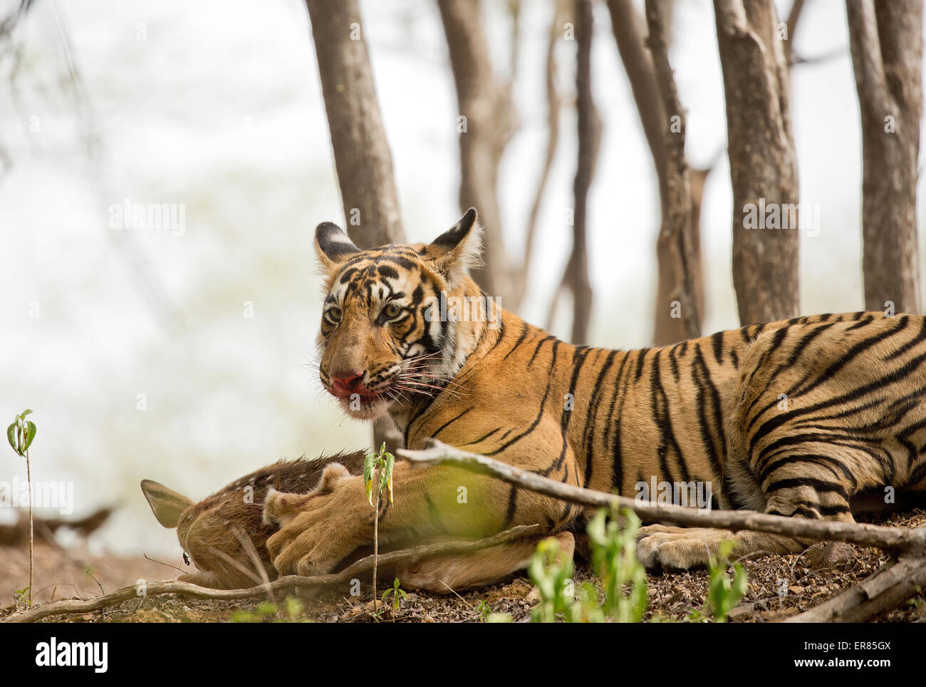 Tiger hält ein Reh mit seinen Krallen und hat Blut aller seiner Motte Stockfoto