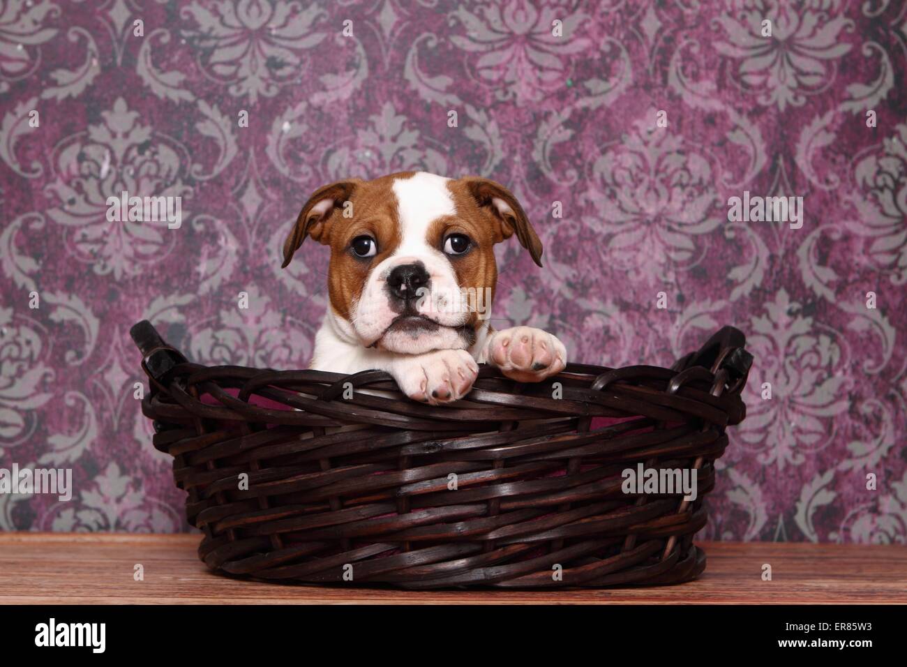 Continental Bulldog Welpen Stockfoto