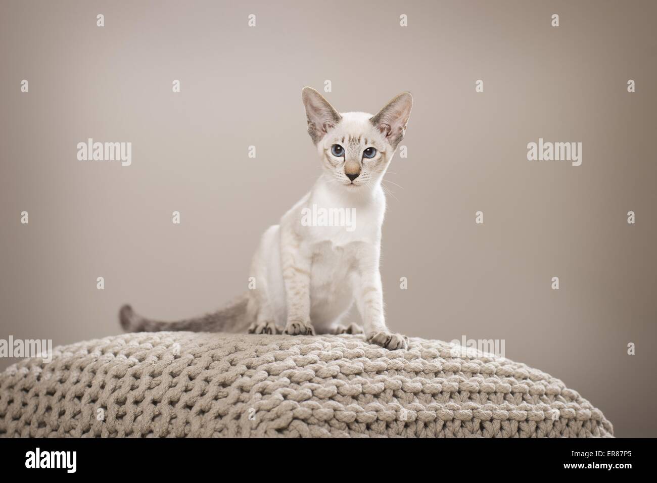 Siamesische Katze sitzend Stockfoto