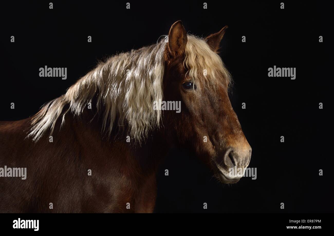 Schwarzwälder Pferd Porträt Stockfoto Schwarzwälder Pferd Porträt Stockfoto