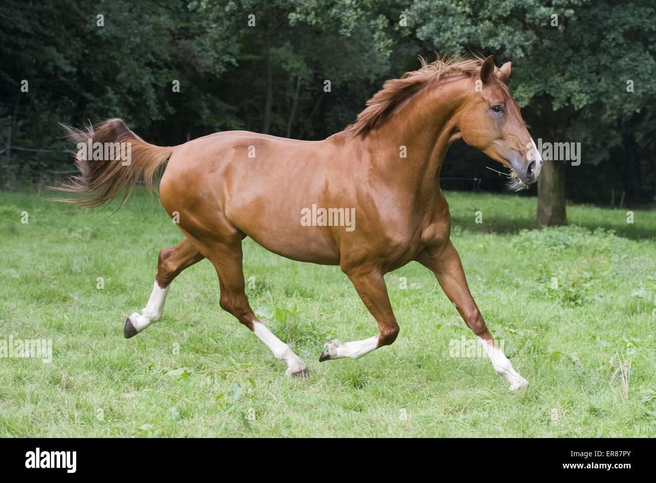 Traber Warmblut Stockfoto Traber Warmblut Stockfoto