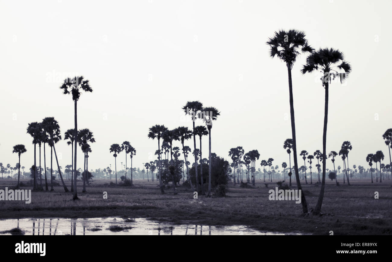 Bäume auf Landschaft gegen den klaren Himmel, Phnom Penh, Kambodscha Stockfoto