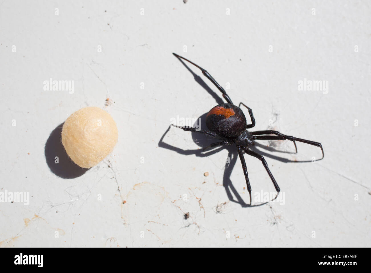Direkt über dem Schuss von Redback Spider mit Cocoon auf Oberfläche Stockfoto