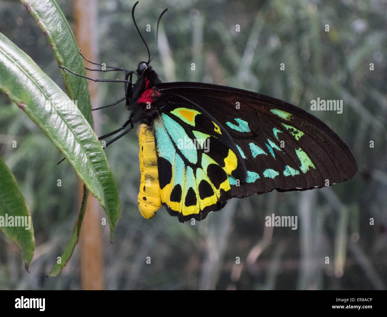 Nahaufnahme von Cairns Birdwing Schmetterling auf Blatt Stockfoto