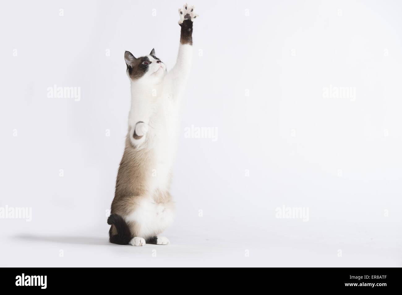 Schneeschuh-Mischling zu spielen Stockfoto