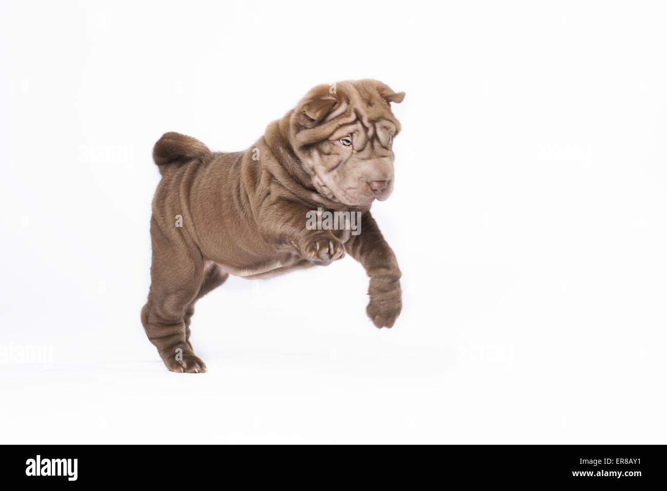 Shar Pei Welpen Stockfoto