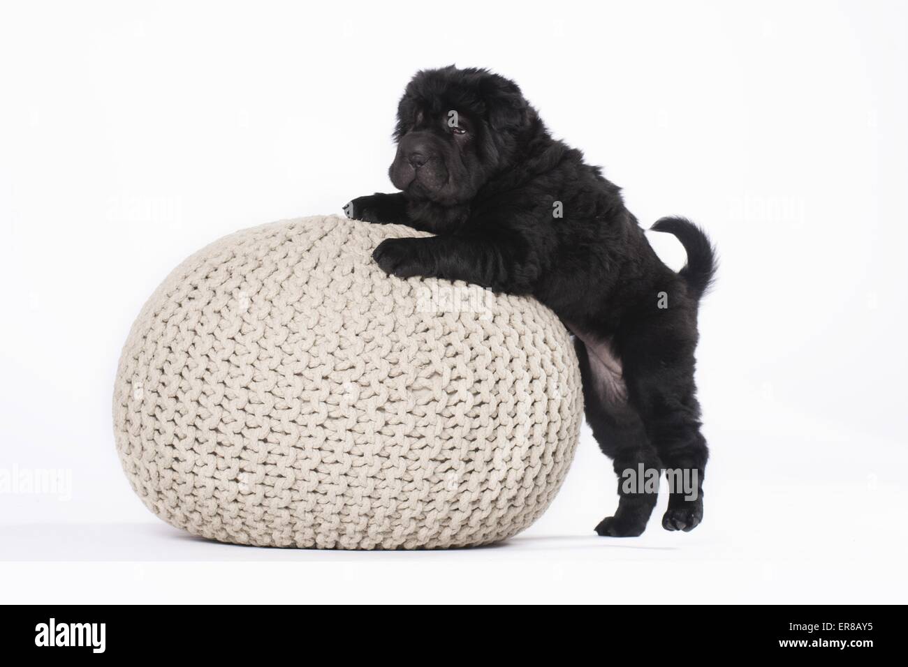 Shar Pei Welpen Stockfoto