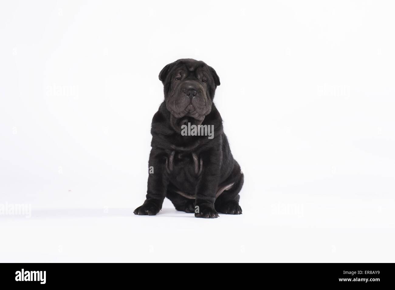 Shar Pei Welpen Stockfoto