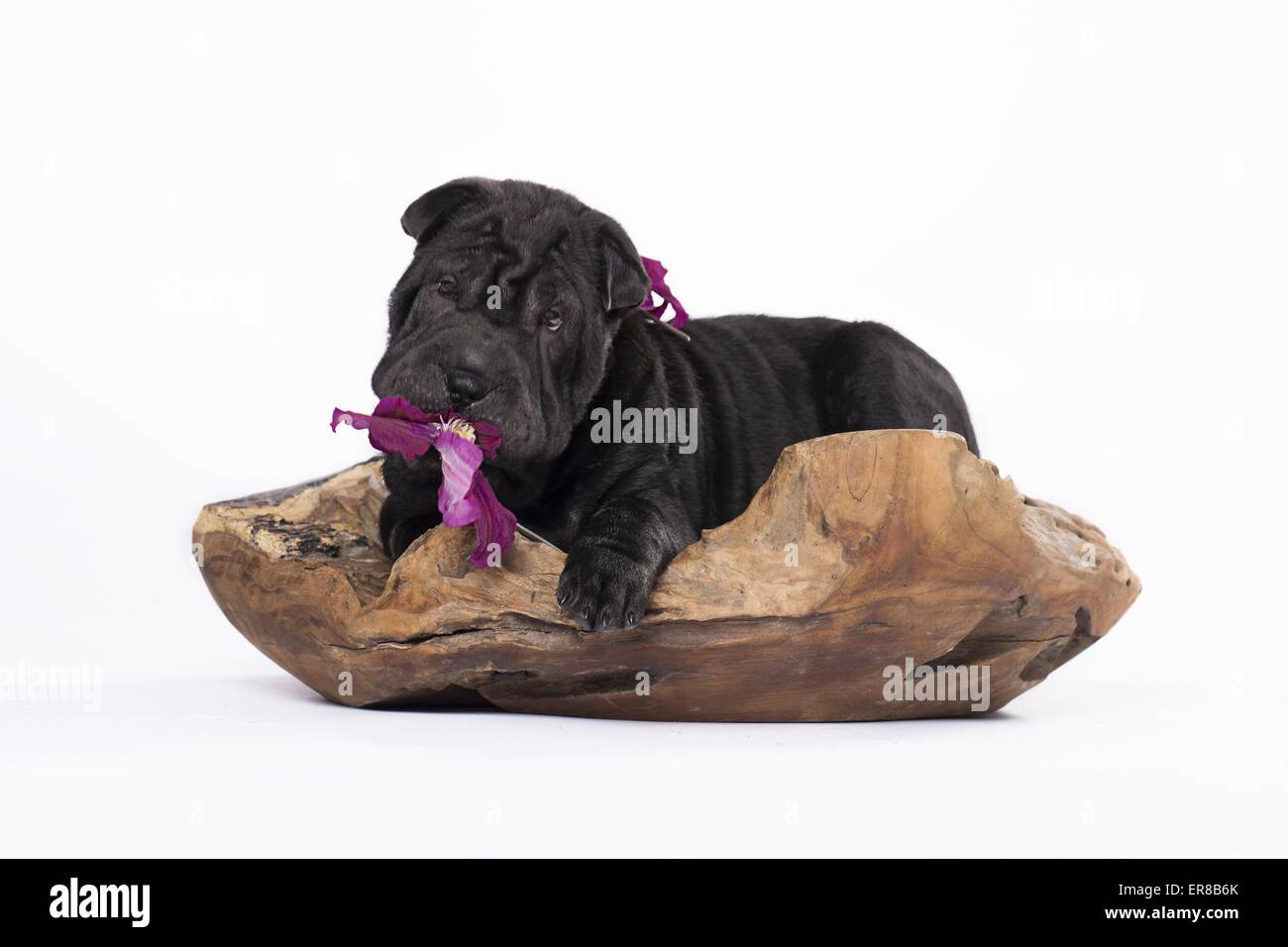 Shar Pei Welpen Stockfoto