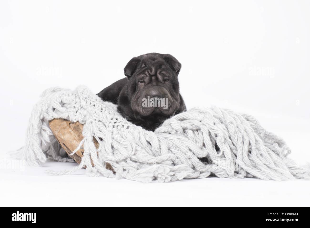 Shar Pei Welpen Stockfoto