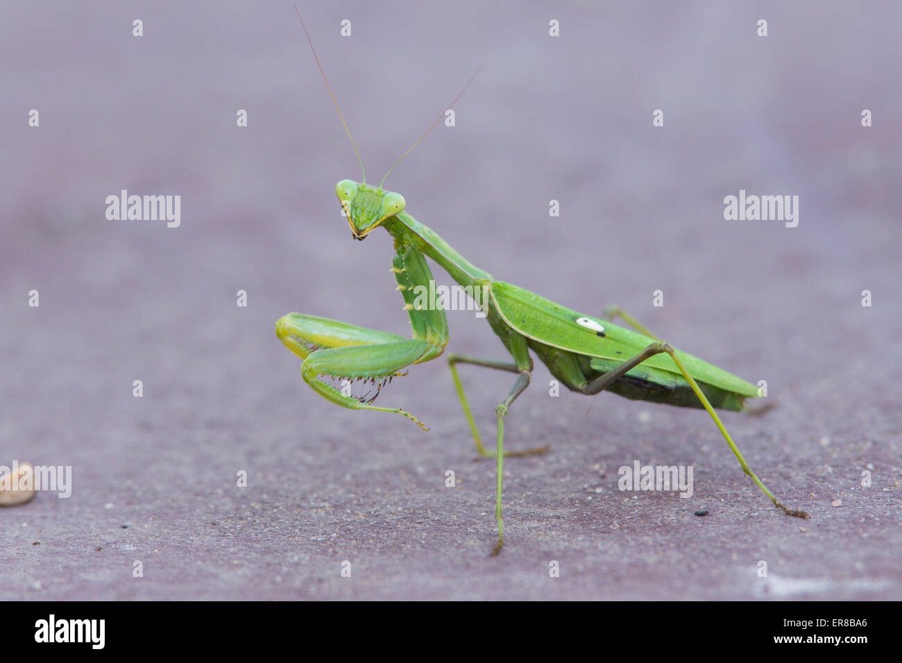 Eine große grüne Gottesanbeterin (Mantis Religiosa) friert im März im