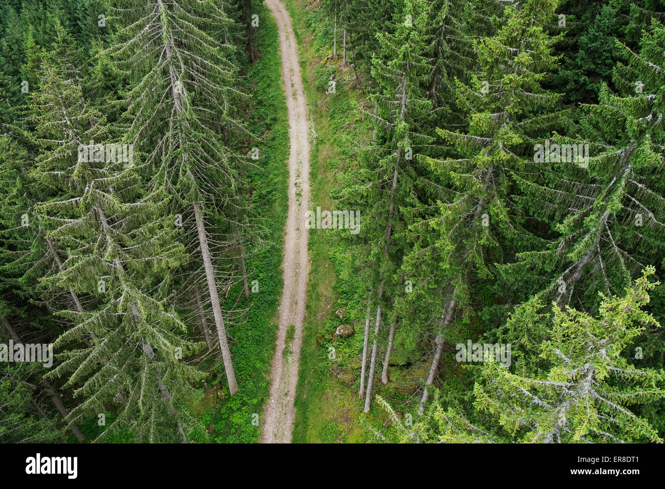 Erhöhte Ansicht der Schotterstraße inmitten von immergrünen Bäumen Stockfoto