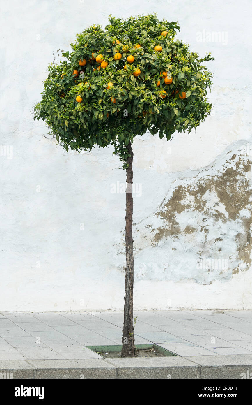 Zitronenbaum auf Bürgersteig Stockfoto