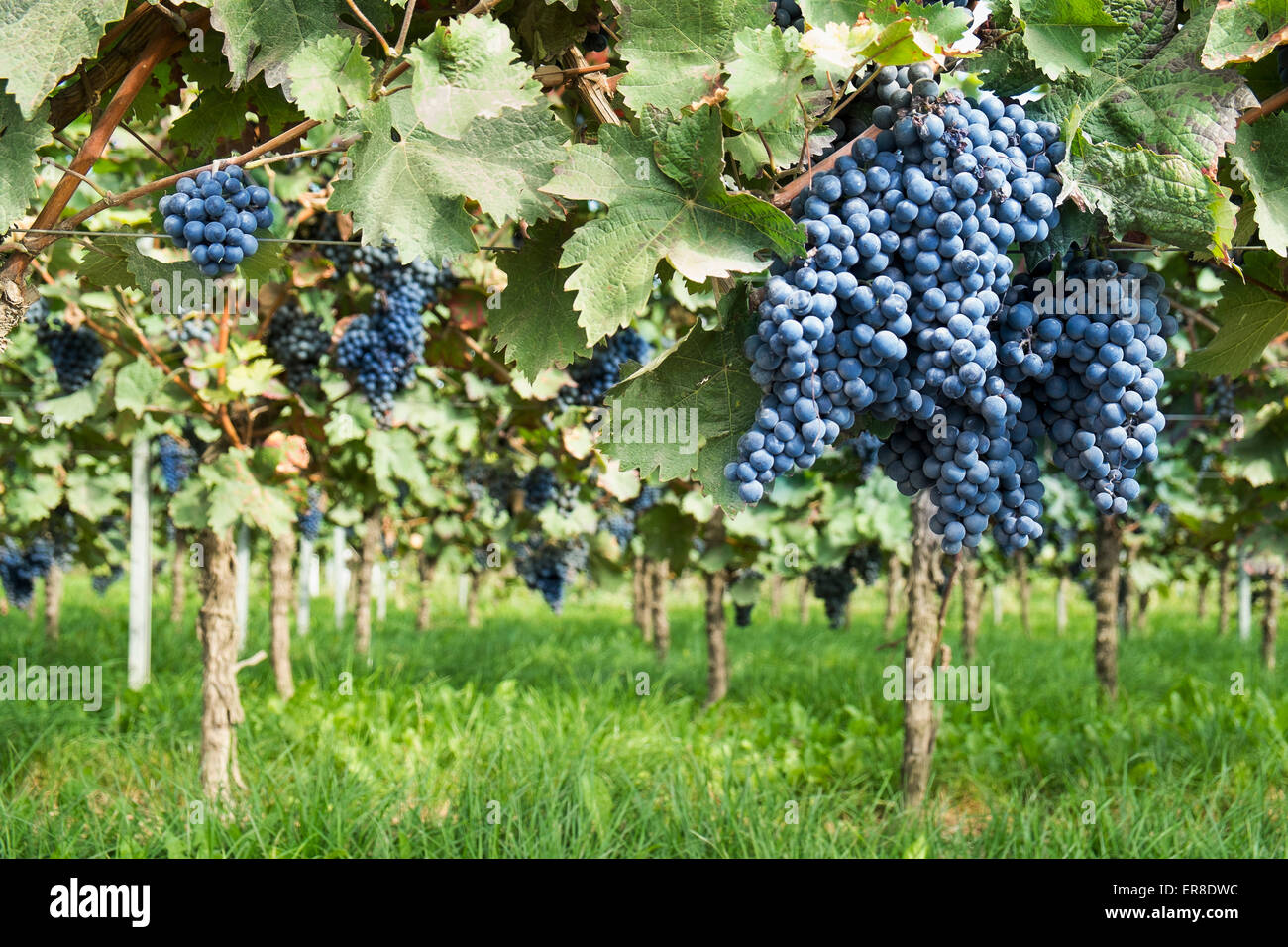 Trauben wachsen in Weingarten Stockfoto