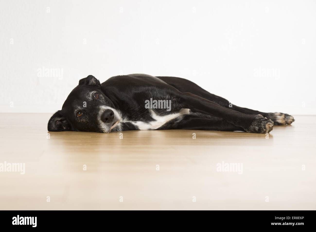 liegender Schäferhund-Labrador Mischling Stockfoto