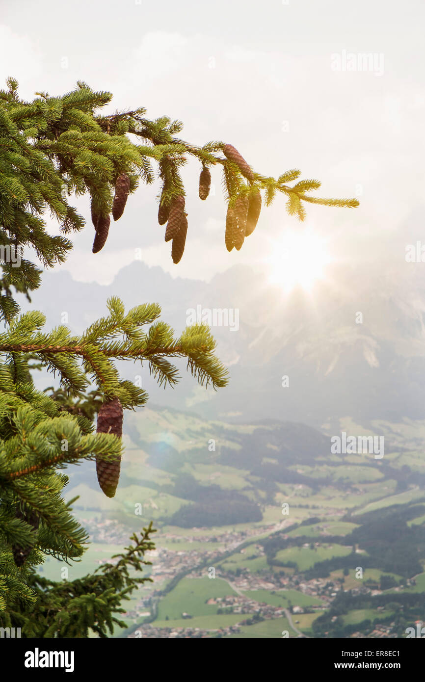 Tannenzapfen hängen von Baum Stockfoto