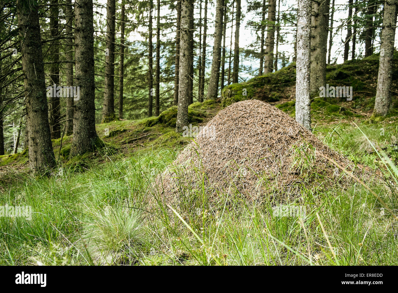 Ameisenhaufen im Wald Stockfoto