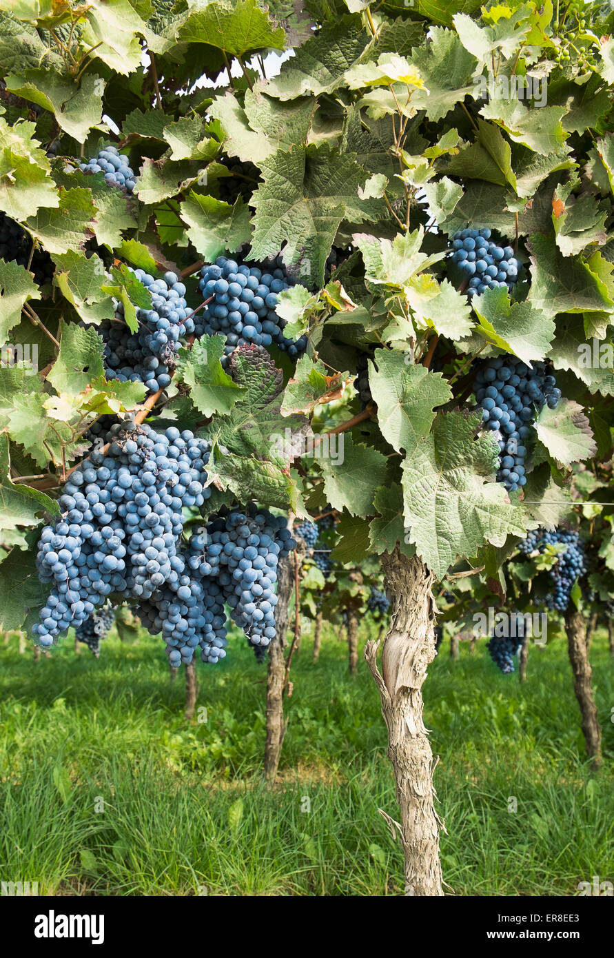 Trauben wachsen in Weingarten Stockfoto