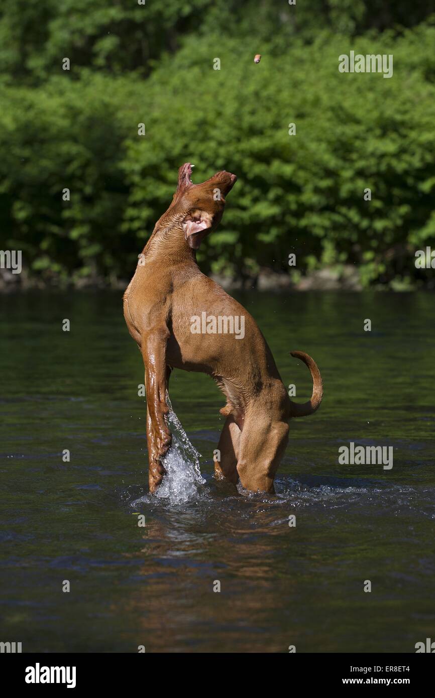 kurzhaarigen Magyar Vizsla Stockfoto