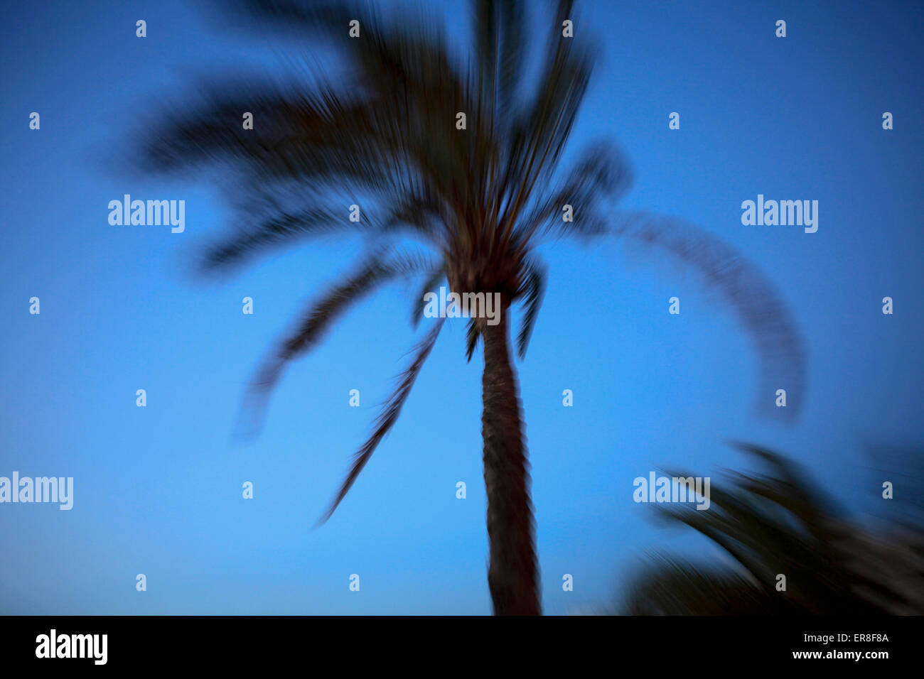 Bewegungsunschärfe von Palmen gegen klar blauen Himmel Stockfoto