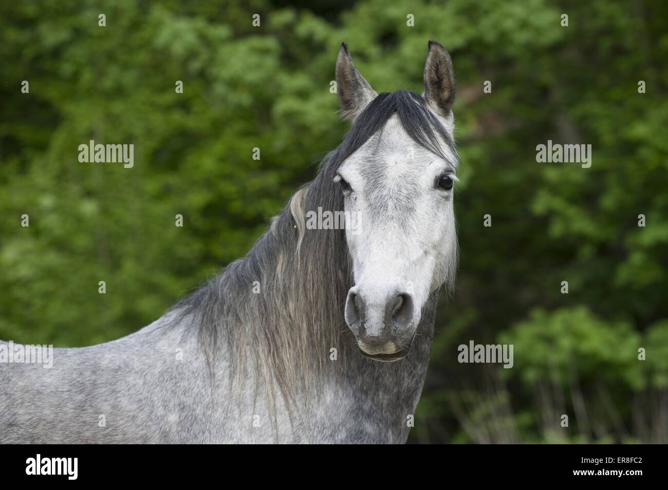 Half-Blood-Porträt Stockfoto