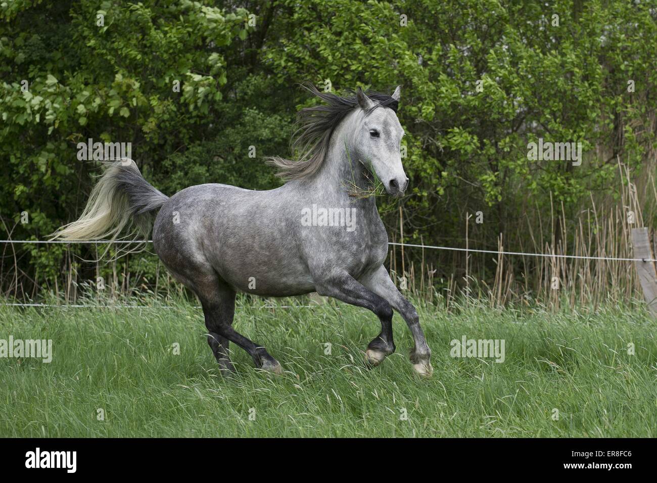 im Galopp Halbblut Stockfoto im Galopp Halbblut Stockfoto