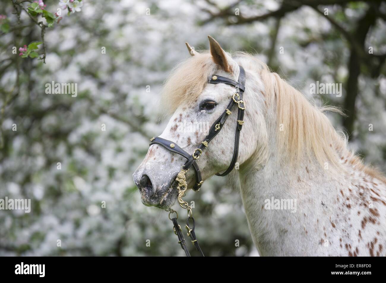 Knabstrupper Stockfoto Knabstrupper Stockfoto