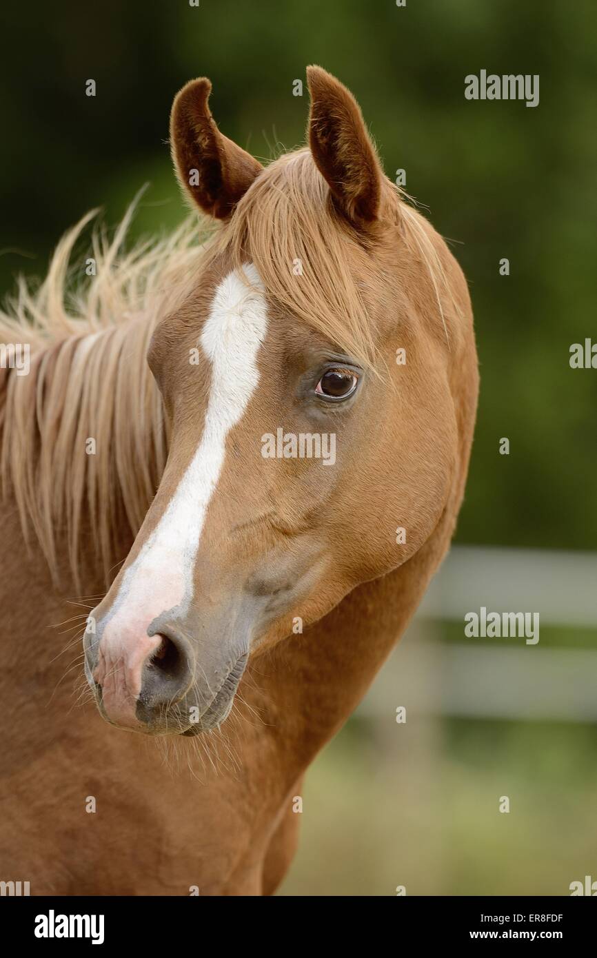 Arabisches Pferd Porträt Stockfoto